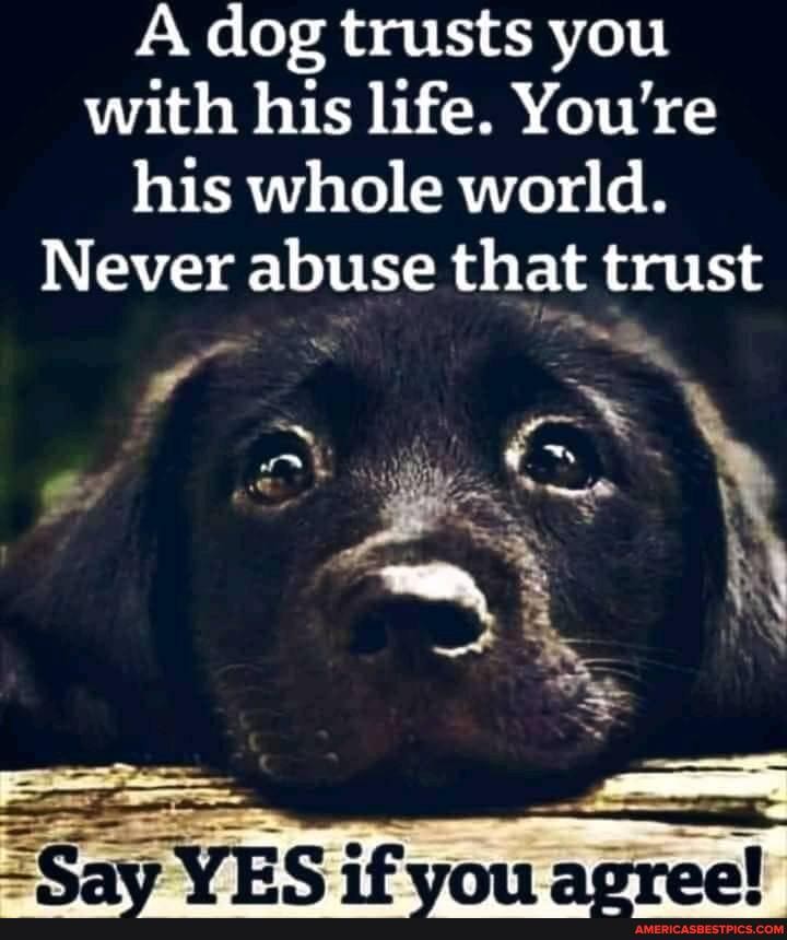A dog trusts you with his life. You're his whole world.
Never abuse that trust