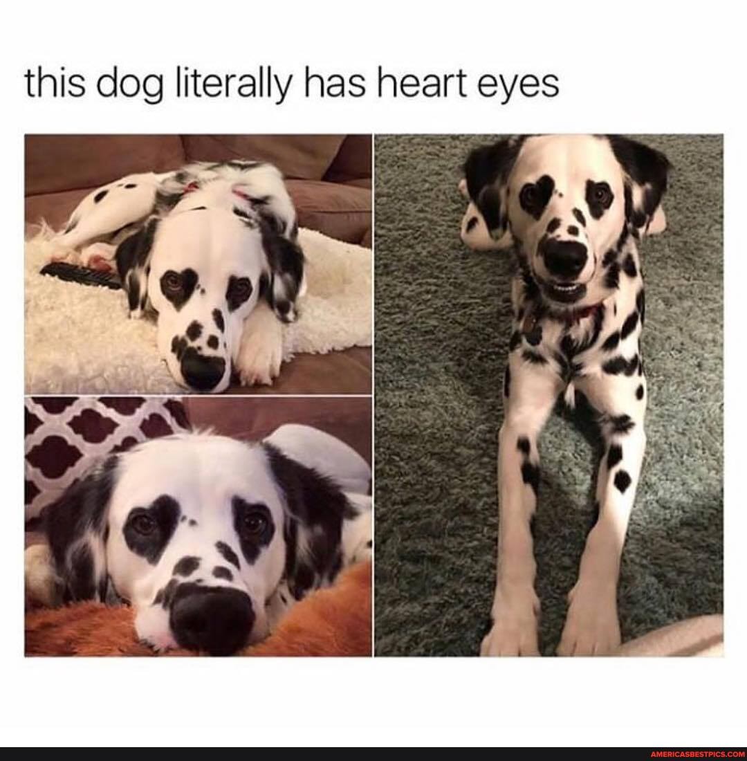 this dog literally has heart eyes