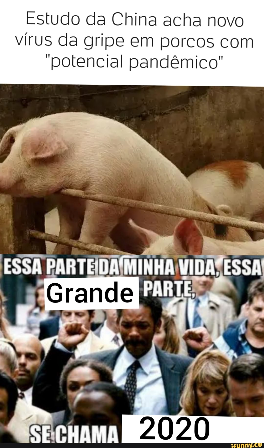 Estudo da China acha novo
vírus da gripe em porcos com
"potencial pandêmico"