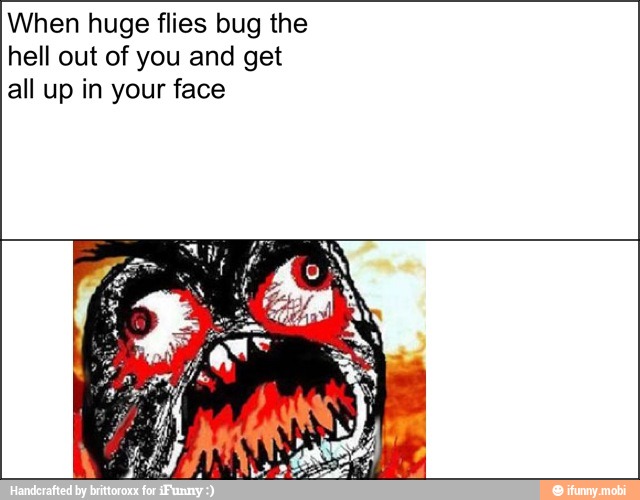 When huge flies bug the
hell out of you and get
all up in your face