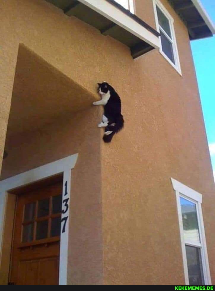 spiderman, cat