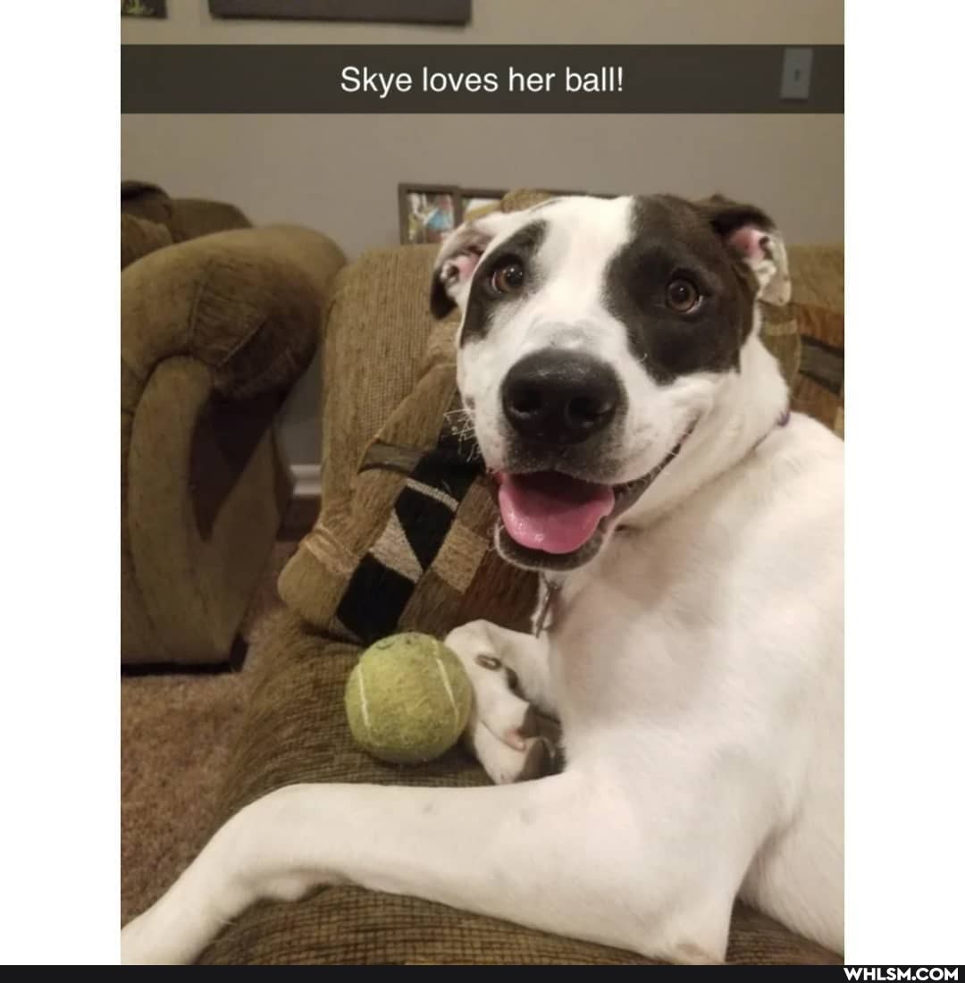 Skye loves her ball!