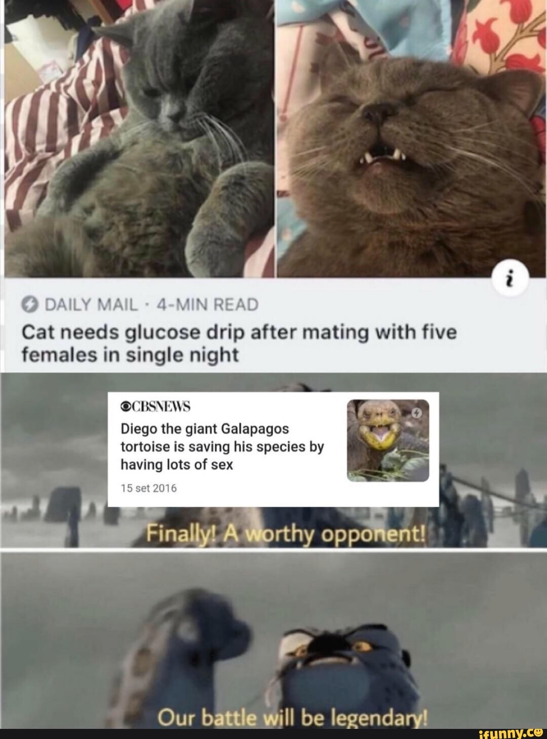 DAILY MAIL 4-MIN READ Cat needs glucose drip after mating with five
females in single night
@CBSNEWS
Diego the giant Galapagos tortoise is saving his species by having lots of sex
Finally! orthy opponent
15 set 2016
Our battle will be legendary!