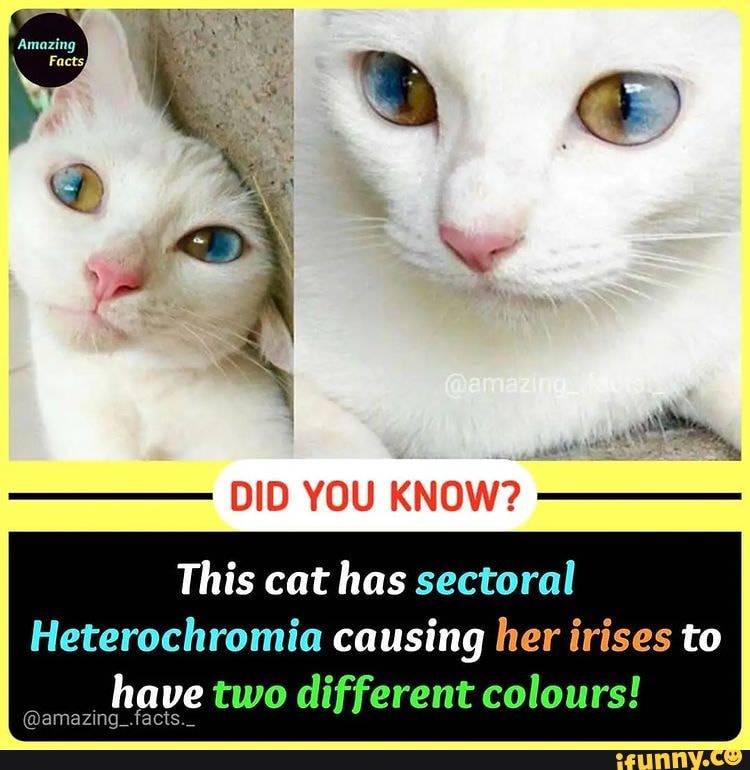 Did You Know This Cat Has Sectoral Heterochromia Causing Her Irises To Have Two Different