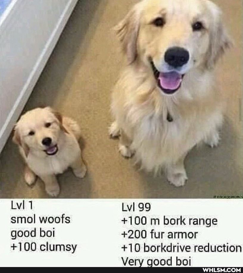smol woofs good boi
+100 clumsy
99
+100 m bork range
+200 fur armor
+10 borkdrive reduction
