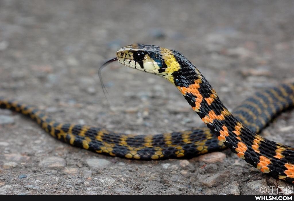 japan, snake, the_great_outdoors