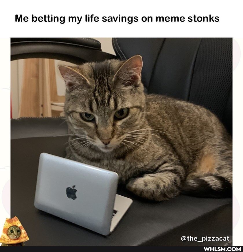 Me betting my life savings on meme stonks
@the nizzacat