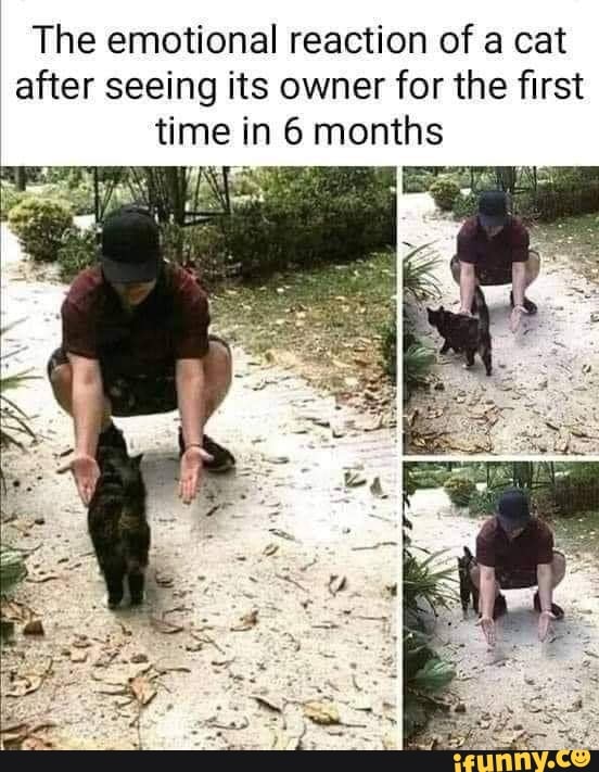 The emotional reaction of a cat after seeing its owner for the first time in 6 months