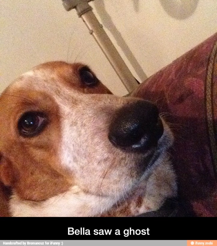 Bella saw a ghost - Bella saw a ghost