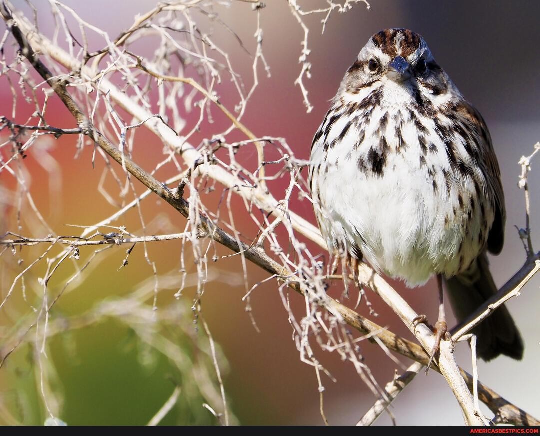 just, fabulous, sparrow