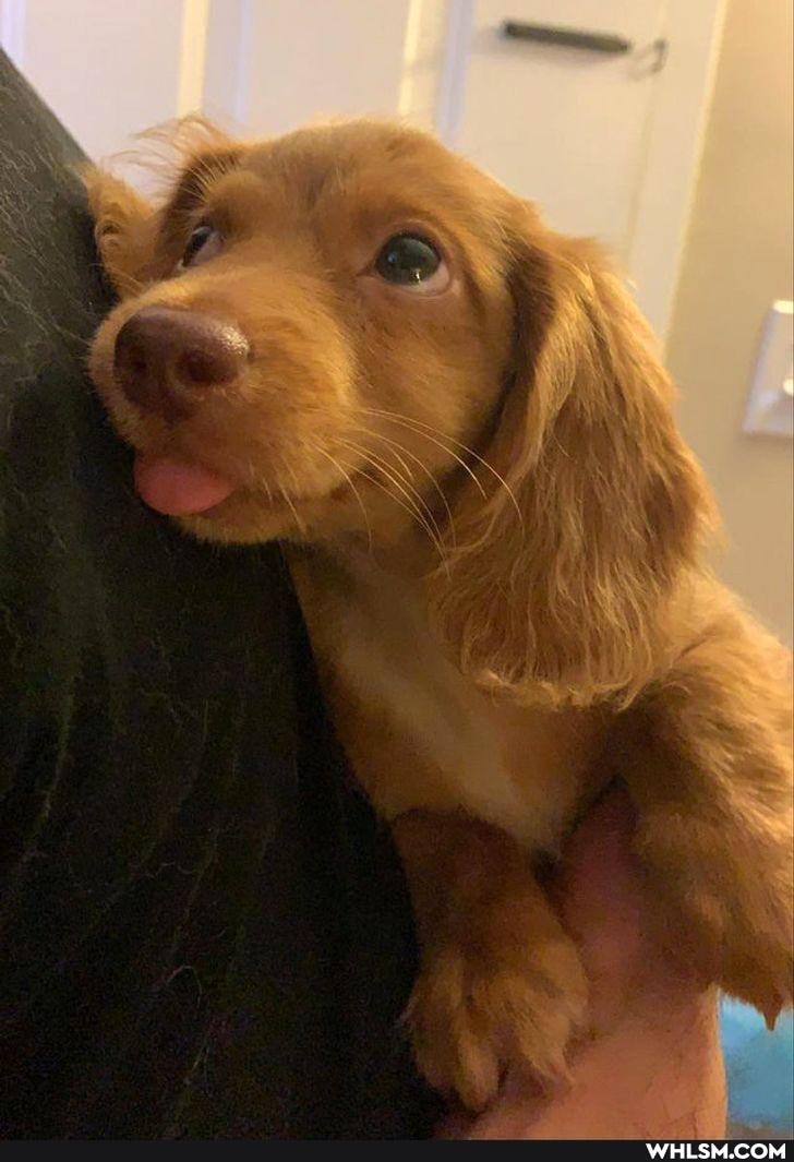 funny, reaction, dog, cat