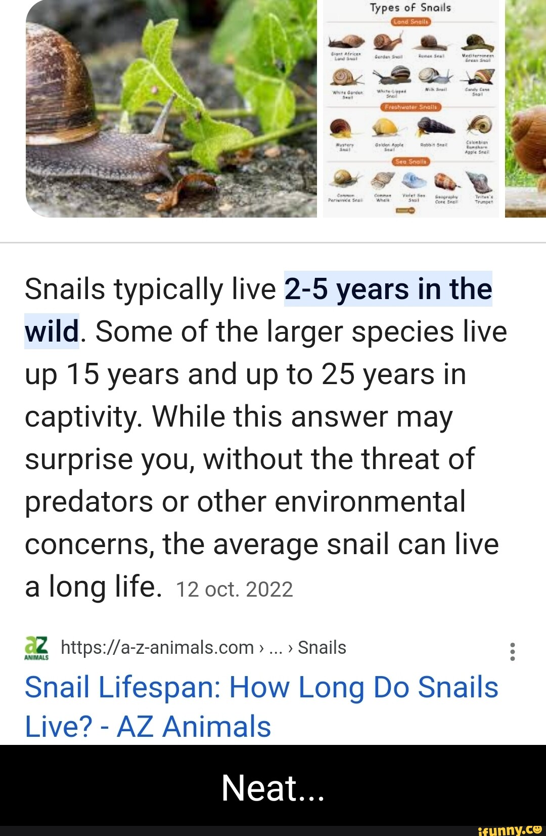 Types of Snails Snails typically live 25 years in the wild. Some of