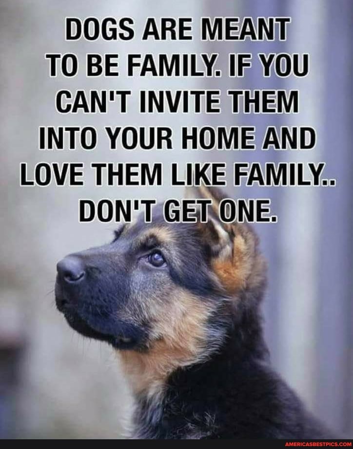 DOGS ARE MEANT TO BE FAMILY. IF YOU CAN'T INVITE THEM INTO YOUR HOME AND LOVE THEM LIKE FAMILY.
DON