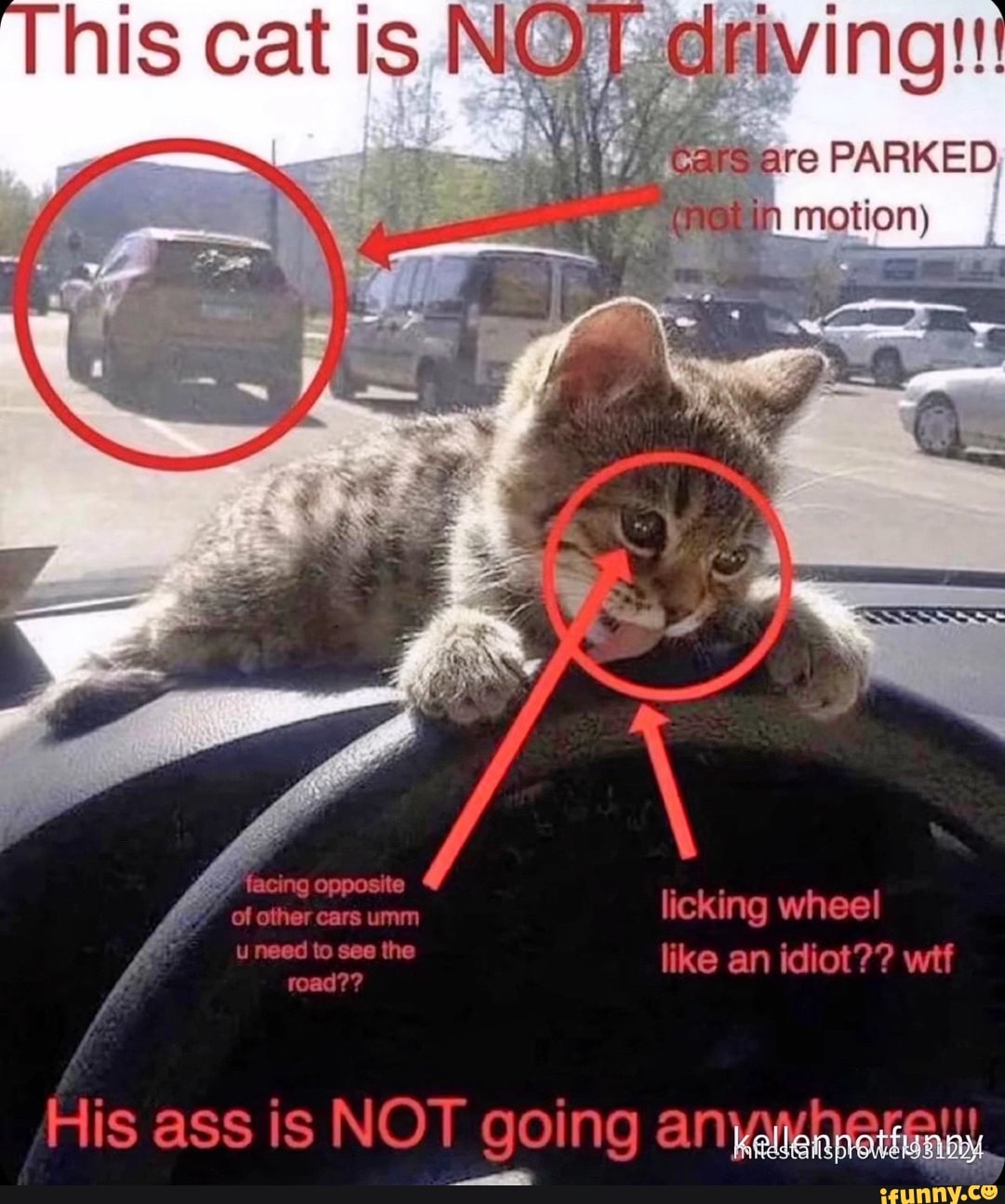 His cat is NOT driving!!! ' Gars are PARKED "(Natin motion) licking