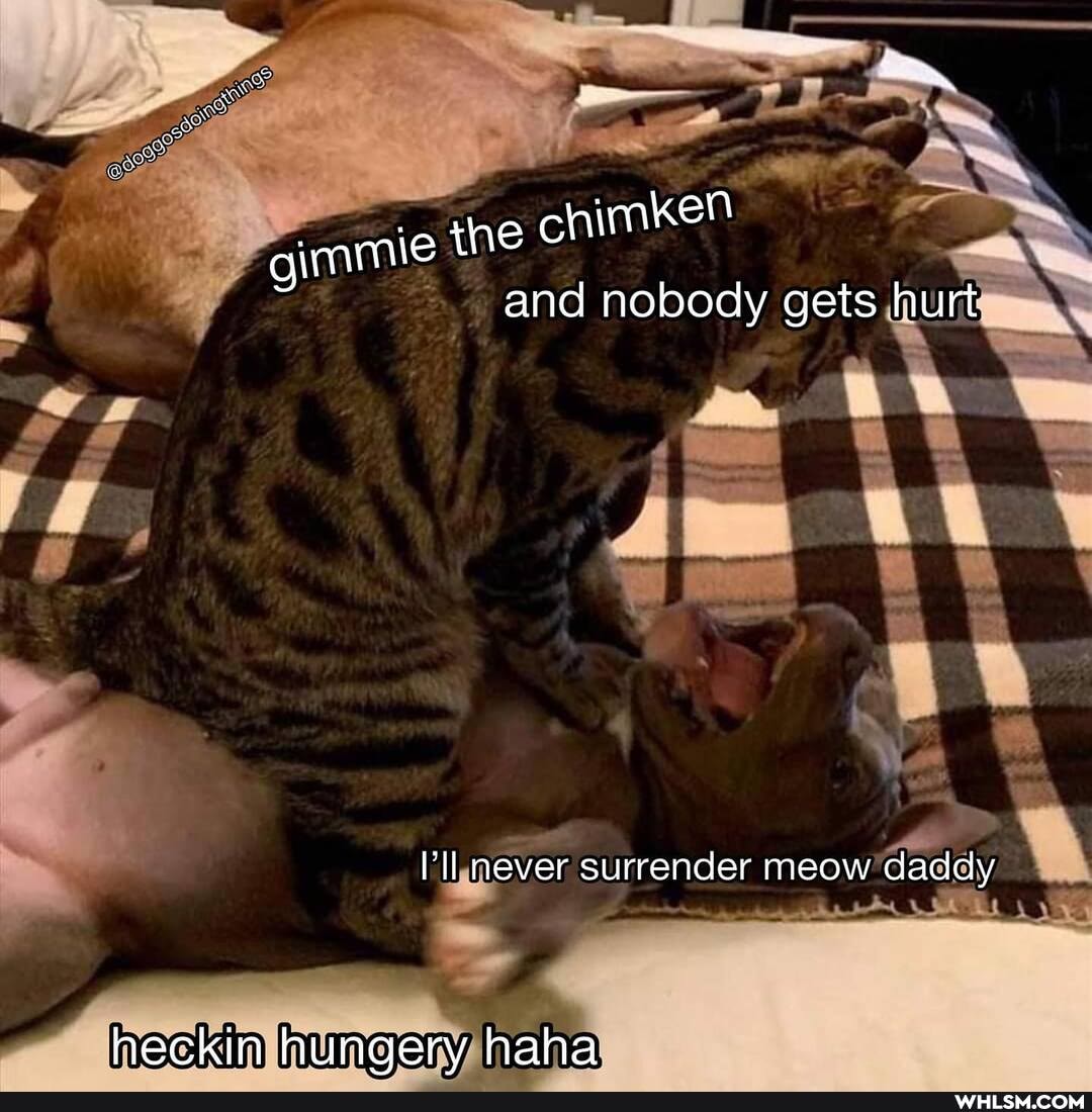 mame ihe chimken and nobody gets hurt
ll never surrender meow daddy
heckin hunaery haha