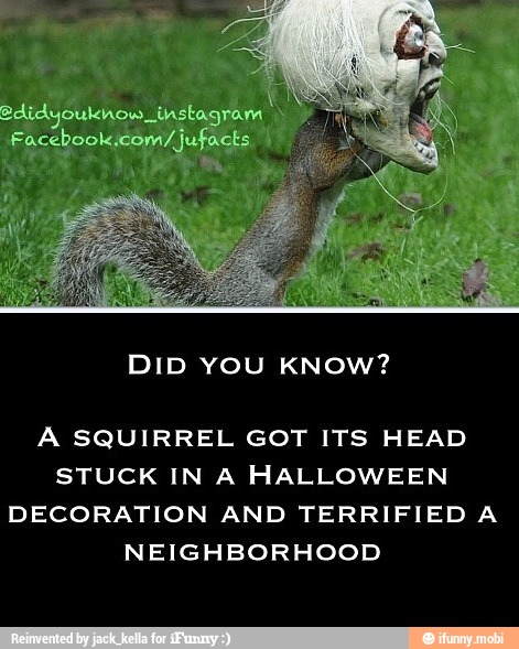 DID YOU KNOw?
A SQUIRREL GOT ITS HEAD
STUCK IN A HALLOWEEN
DECORATION AND TERRIFIED A
NEIGHBORHOOD