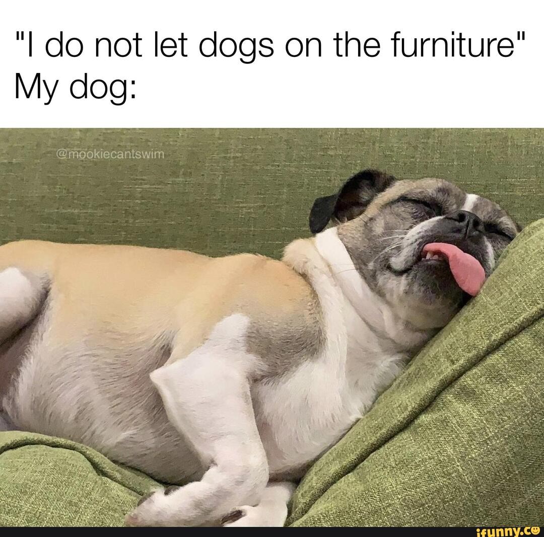 should i let my dog on the furniture