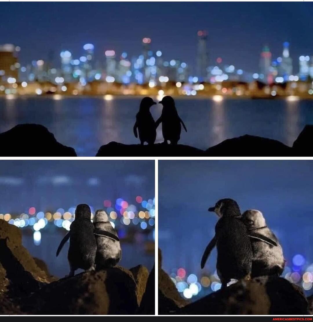 penguins, lost, partners, biologists, followed