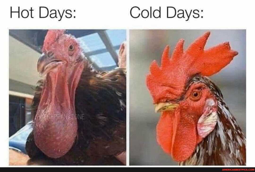 Hot Days:
Cold Days:
MS