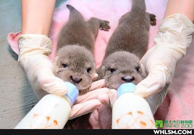 aww, baby_animals, otter, cuteness_overload