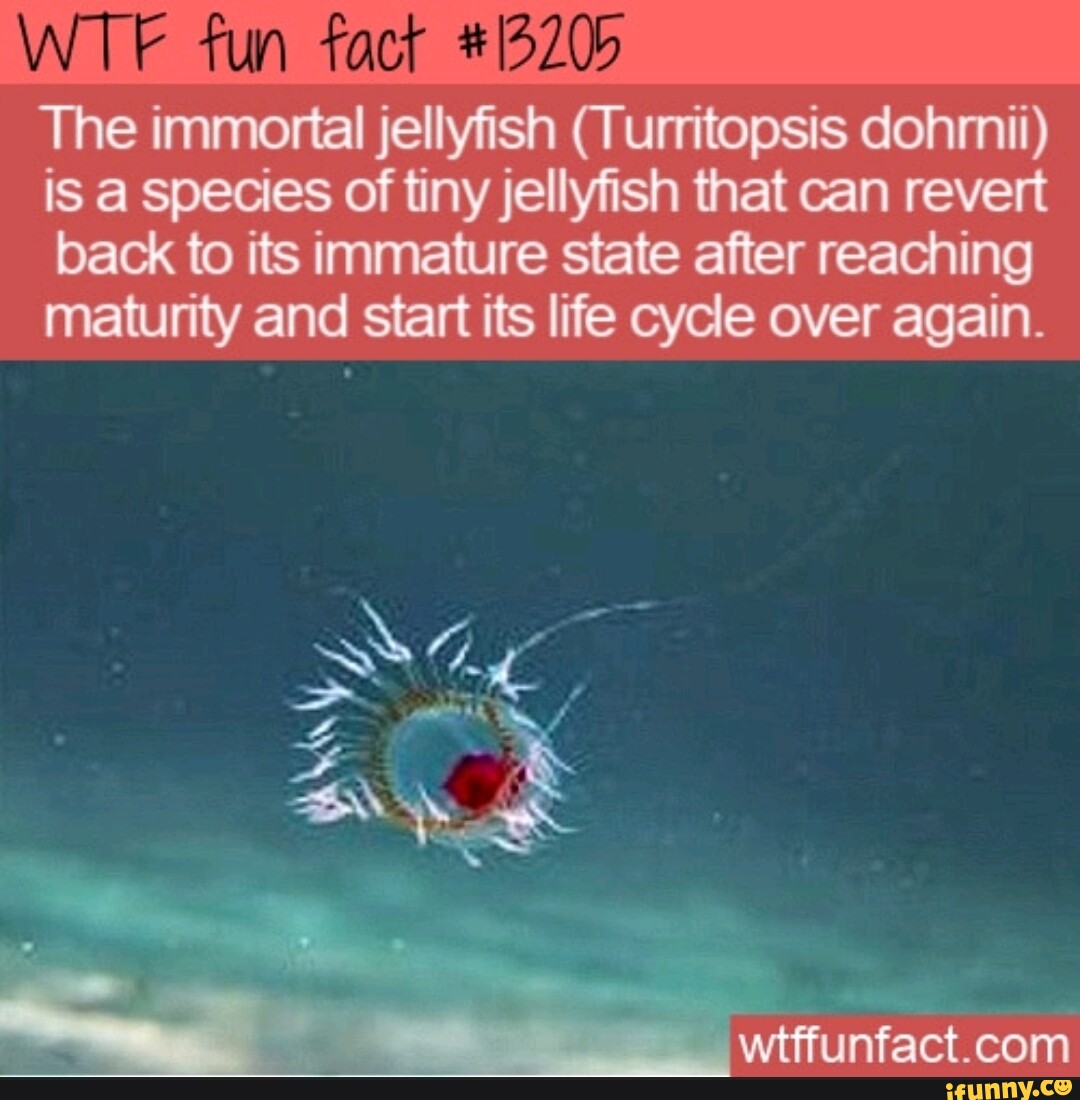 WTF fun fact The immortal jellyfish (Turritopsis dohmii) is a species ...