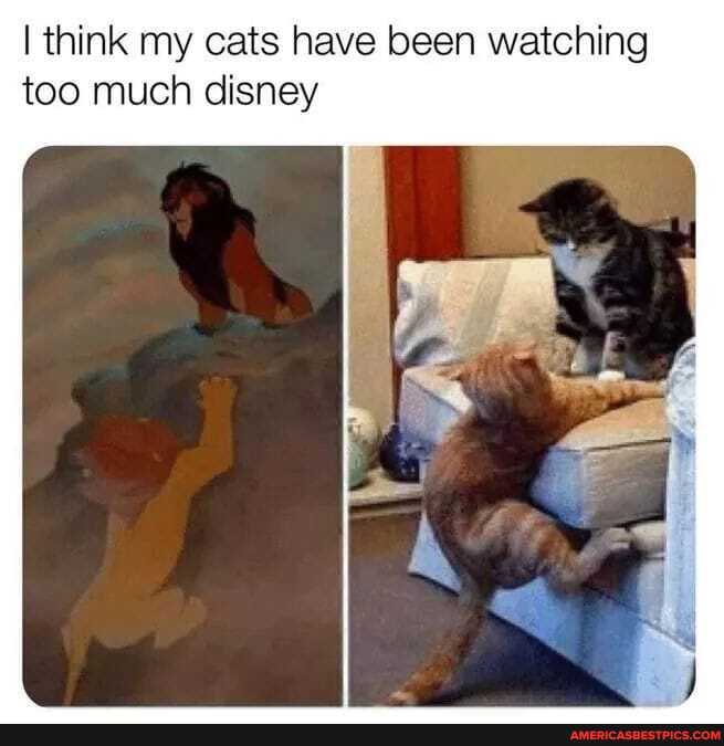 I think my cats have been watching too much disney