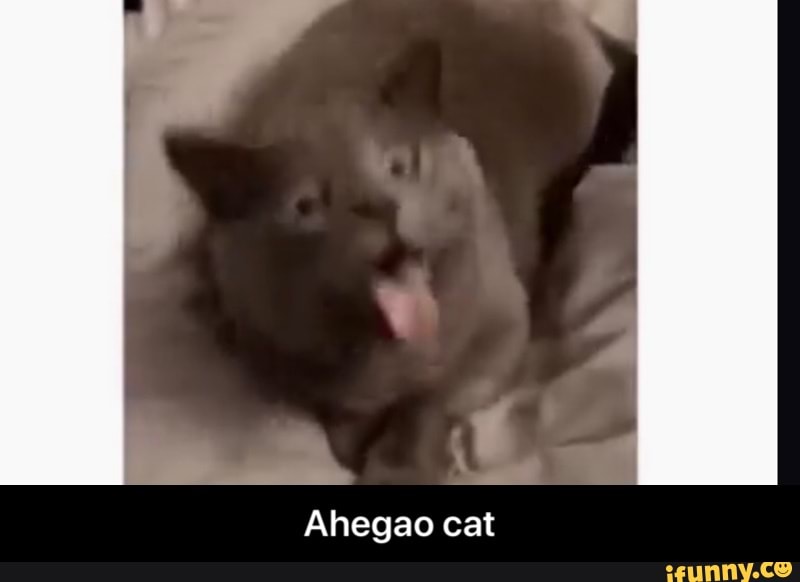 se -
Ahegao cat - Ahegao cat