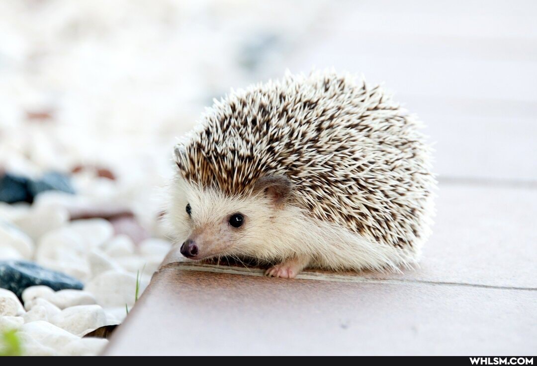 pets, wildlife, viral