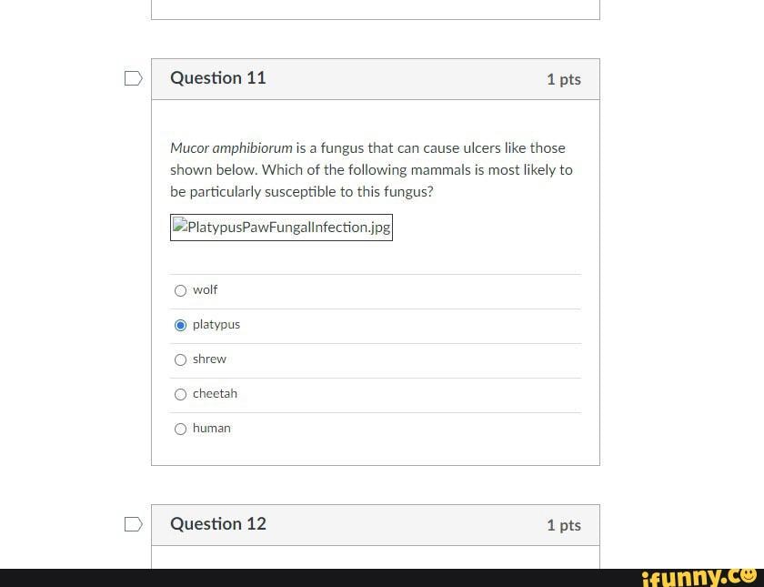 Question 11 1pts Mucor amphibiorum is a fungus that can cause ulcers ...
