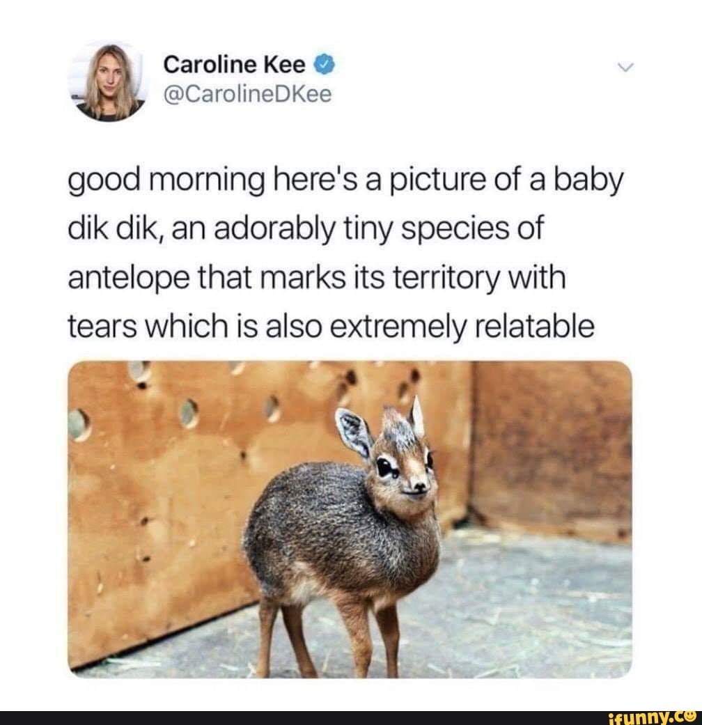 worstelen bal fenomeen Good morning here's a picture of a baby dik dik, an adorably tiny species  of antelope that marks its territory with tears which is also extremely  relatable - iFunny Brazil