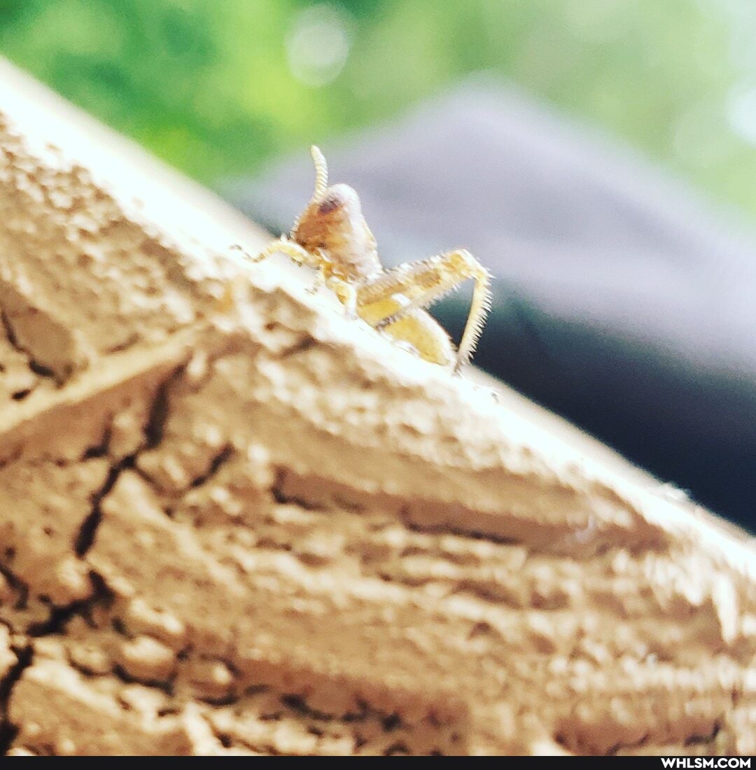 bug, bugs, grasshopper, baby_animals, insects