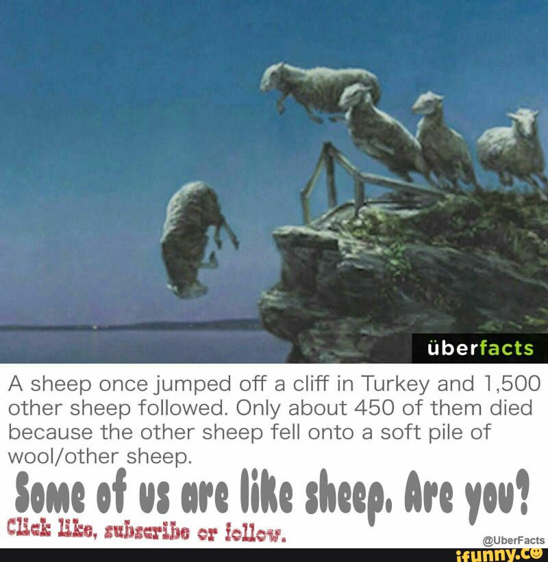 running sheep meme