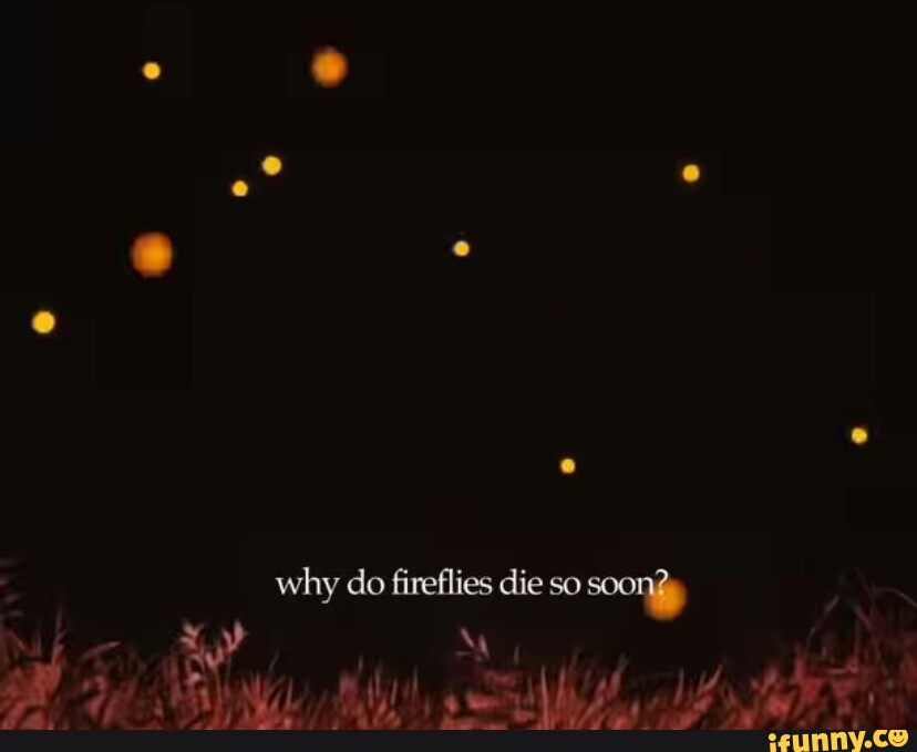 Why Do Fireflies Die So Soon IFunny