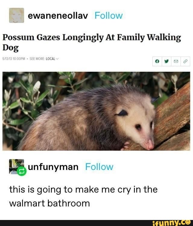 Possum Gazes Longingly At Family Walking
Dog
this is going to make me cry in the
walmart bathroom
