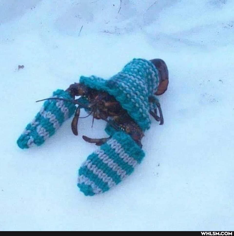aww, lobster, winter