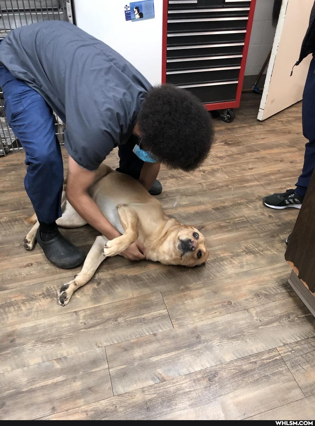 dogs, cats, doggo