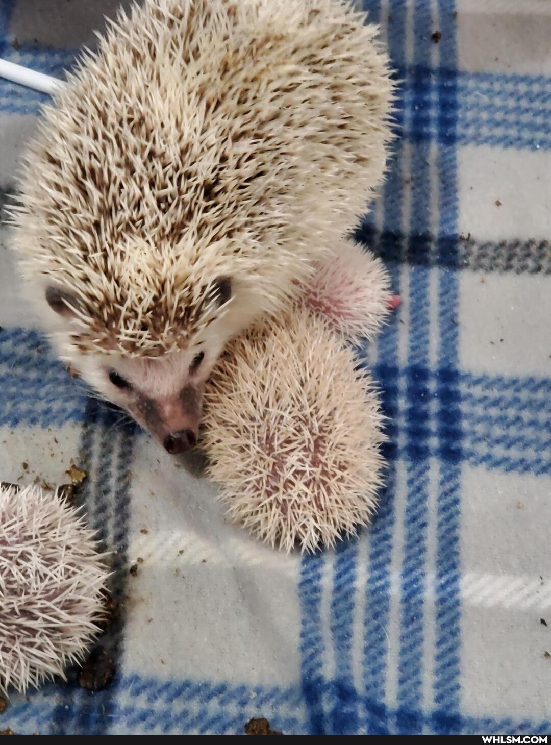 hedgehog, hedgies, harry_potter, pets