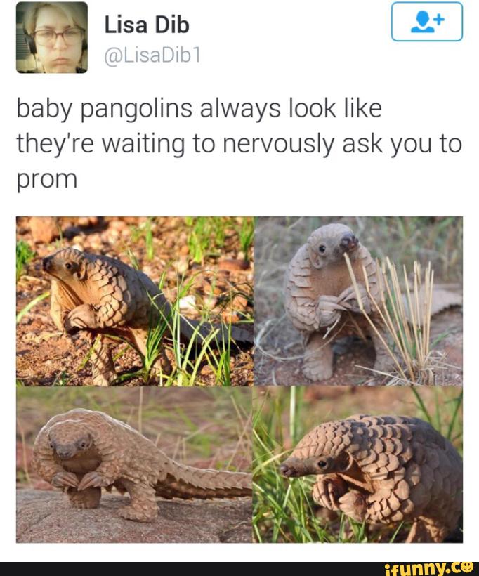 baby pangolins always look like
they're waiting to nervously ask you to