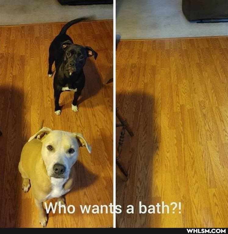"Who wants a bath?!