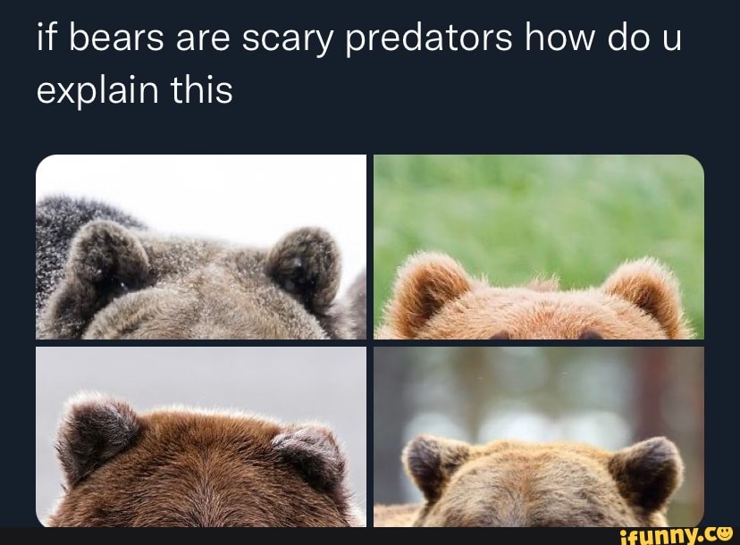 If Bears Are Scary Predators How Do U Explain This Ifunny 8796