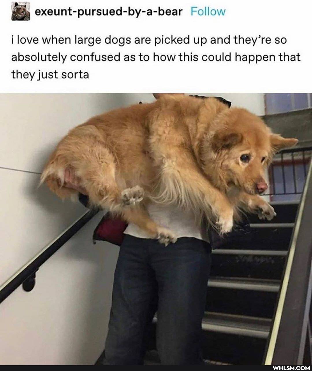 & exeunt-pursued-by-a-bear Follow
i love when large dogs are picked up and they're so absolutely confused as to how this could happen that they just sorta