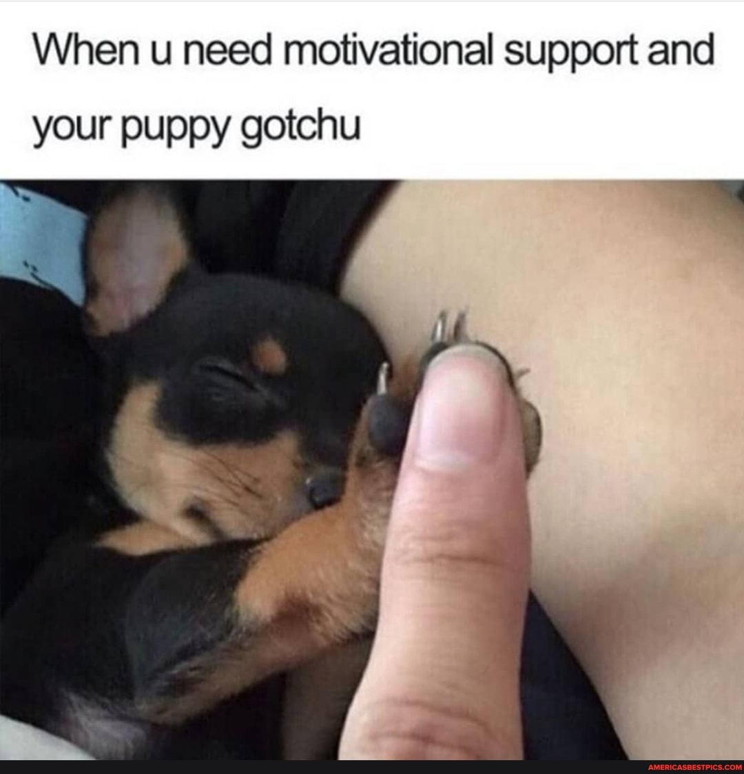 When u need motivational support and
your puppy gotchu