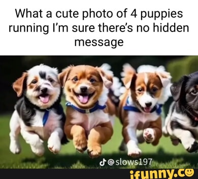 What a cute photo of 4 puppies running I'm sure there's no hidden