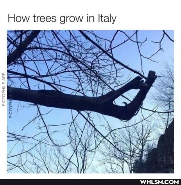 How trees grow in Italy