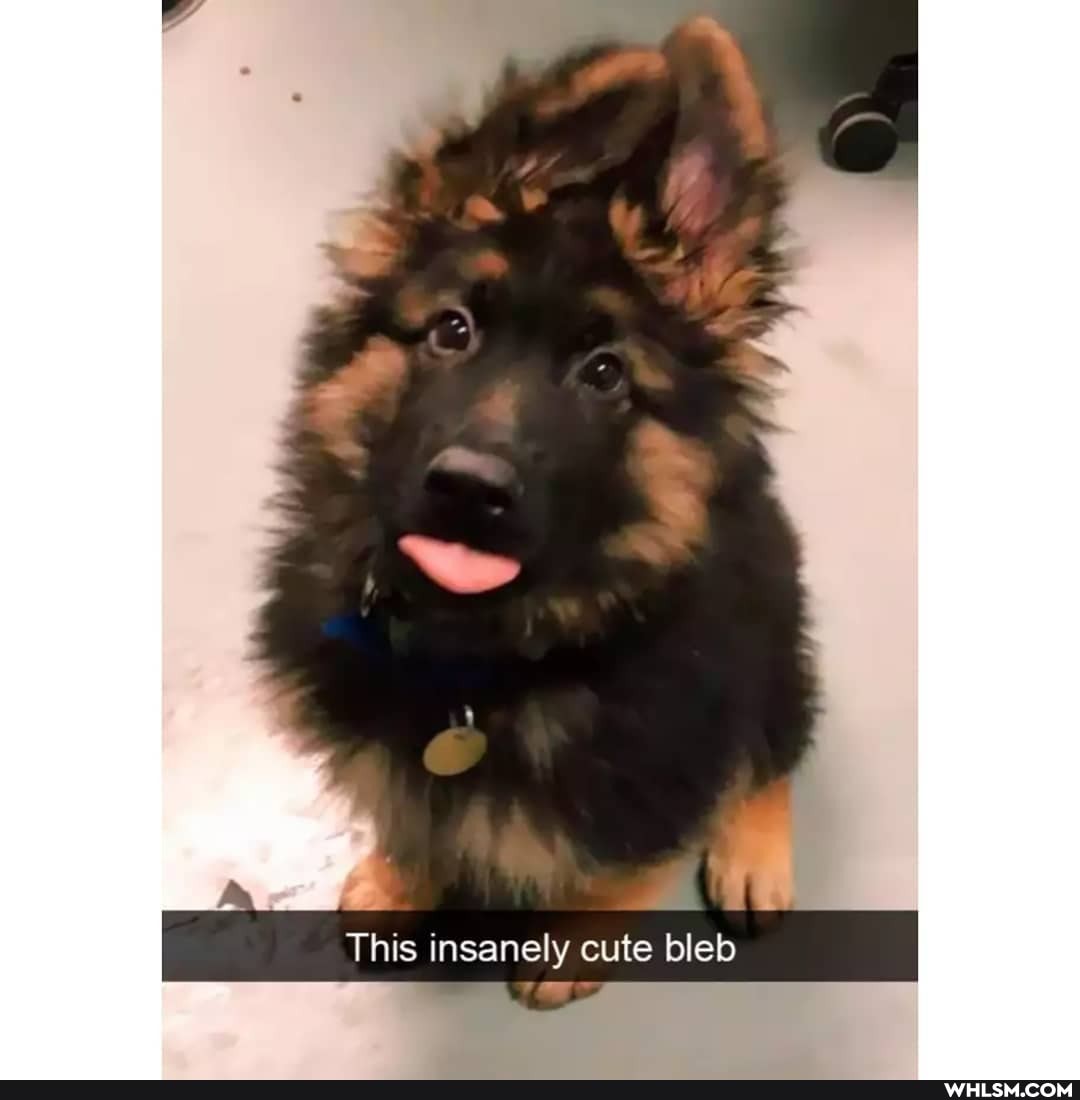 This insanely cute bleb