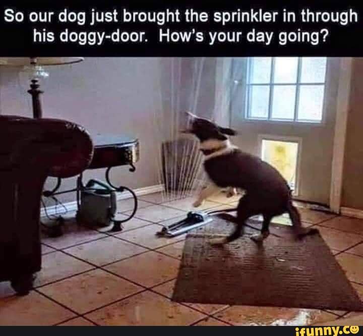 So our dog just brought the sprinkler in through his doggydoor. How's your day going? iFunny