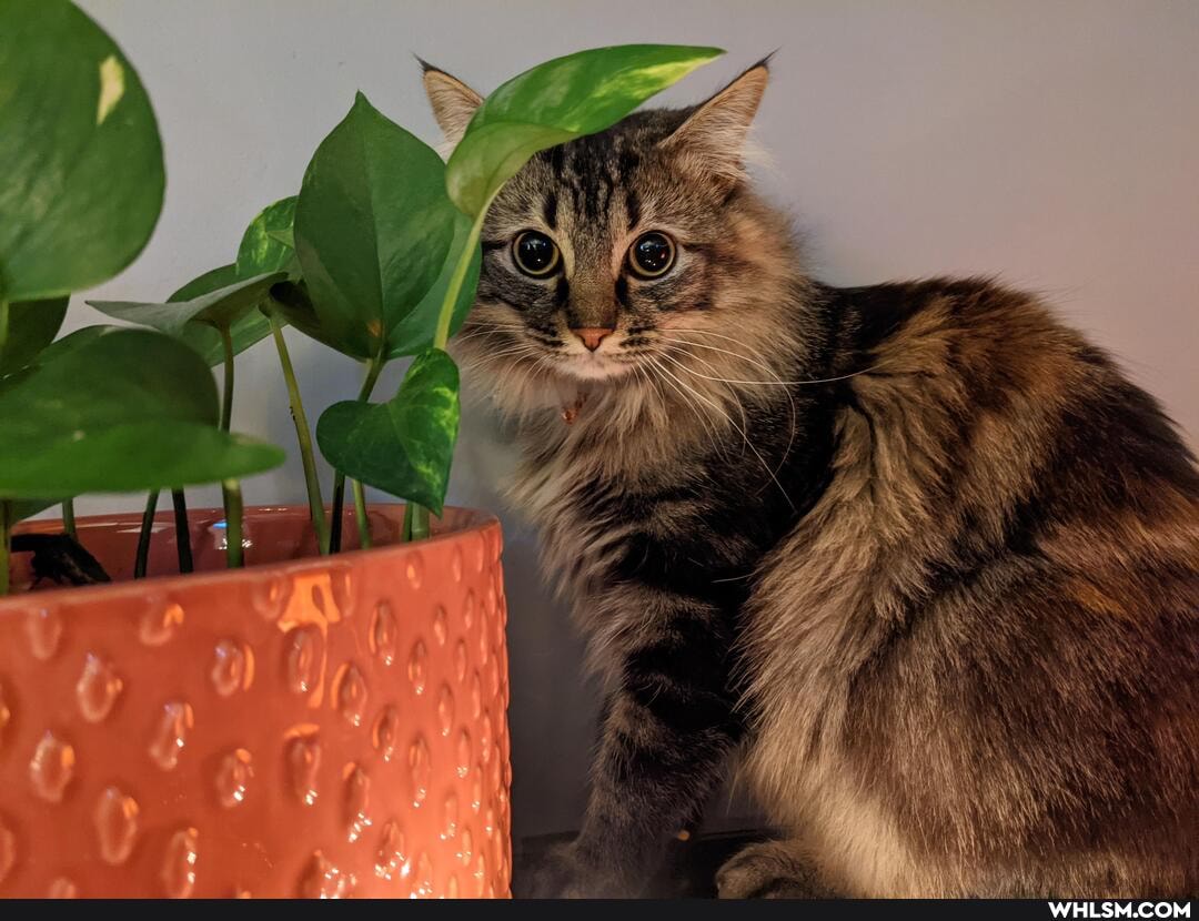 cats, cute_animals