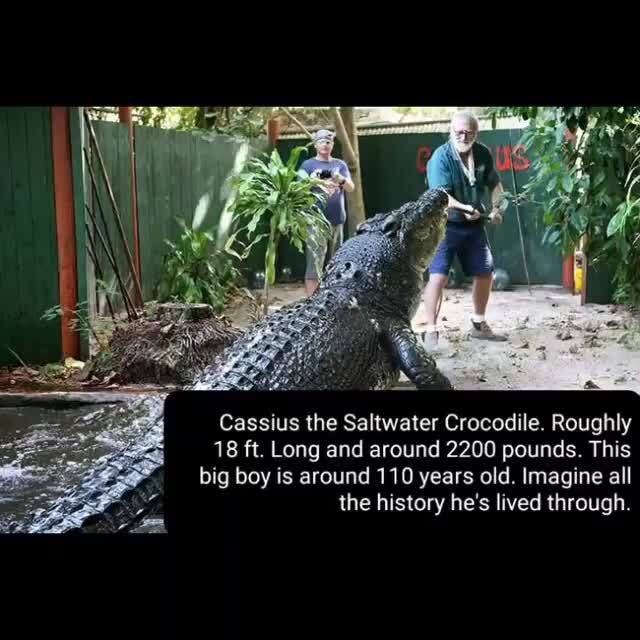 Cassius the Saltwater Crocodile. Roughly 18 ft. Long and around 2200 ...