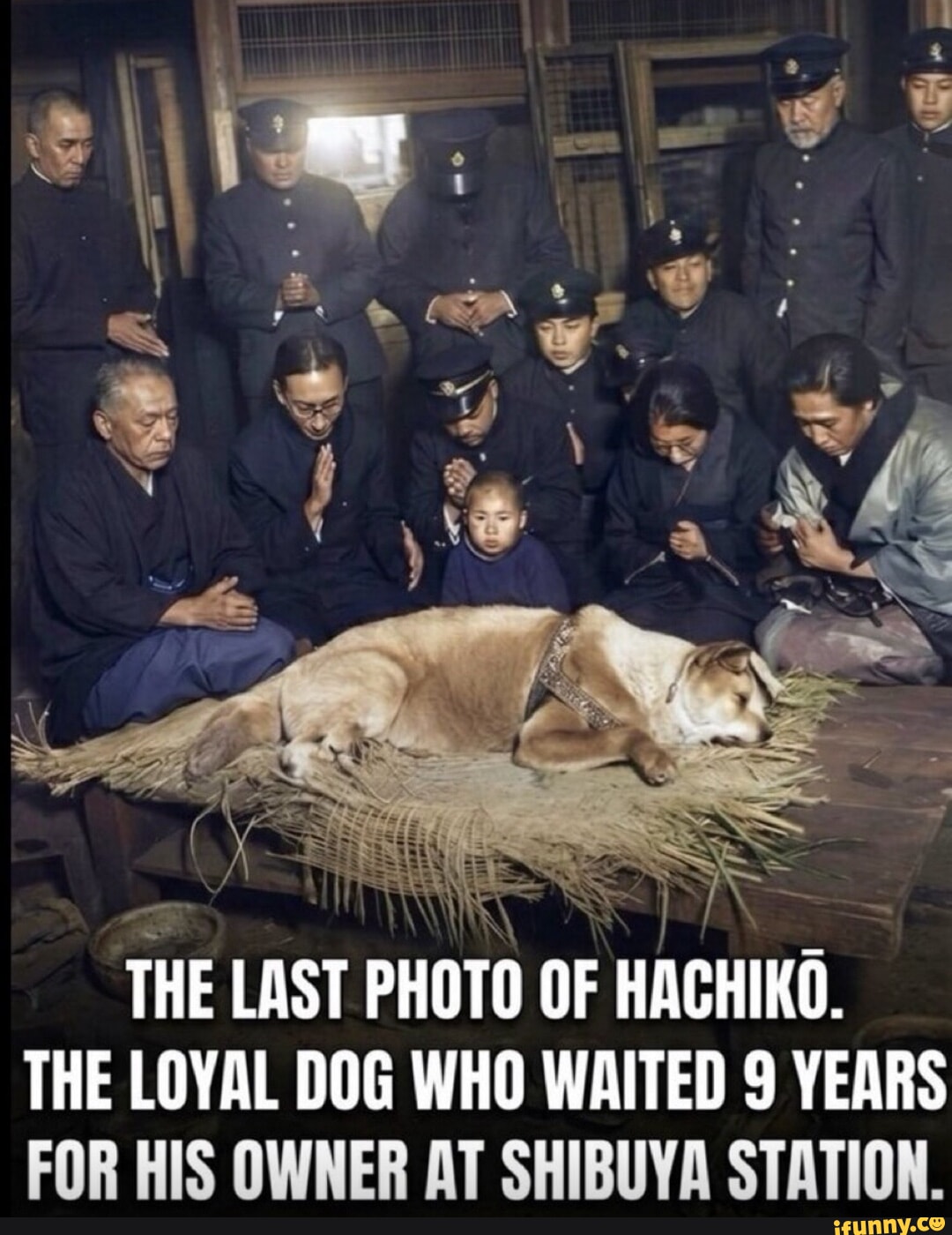THE LAST PHOTO OF HACHIKO. THE LOYAL DOG WHO WAITED 9 YEARS FOR HIS ...