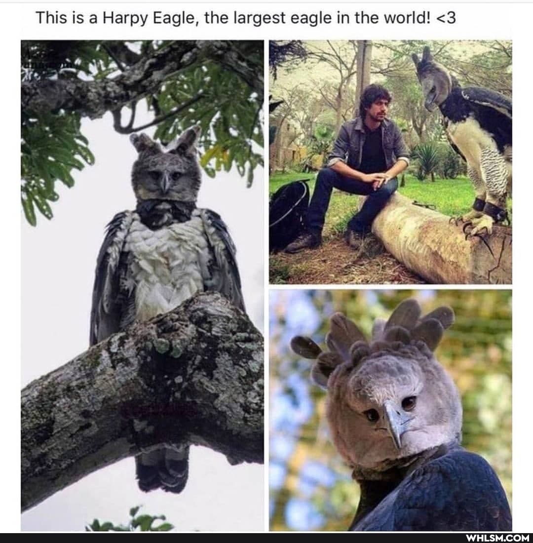 This is a Harpy Eagle, the largest eagle in the world! <3